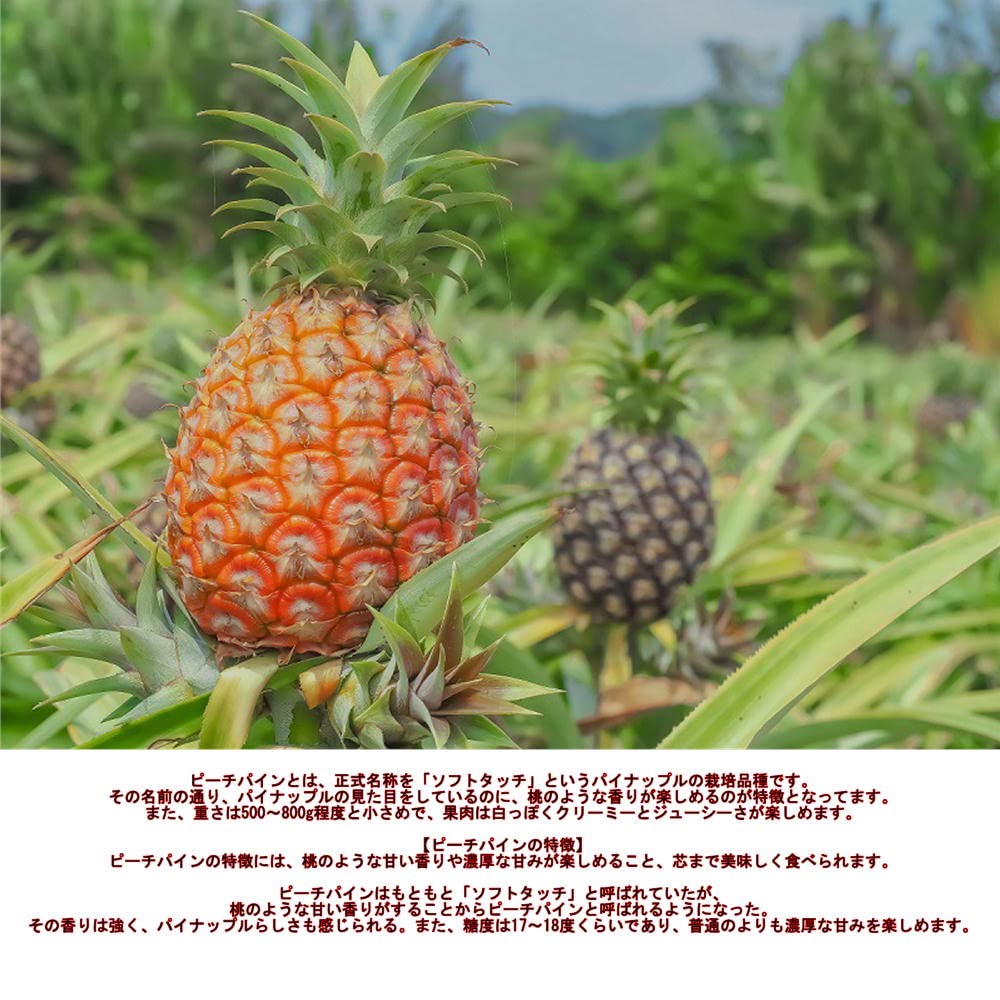 Amazon.co.jp: ピーチパイン 1.8kg（2〜5本） 西表島産 アララガマ